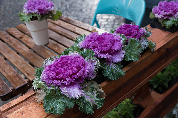 ornamental kale and morning glory