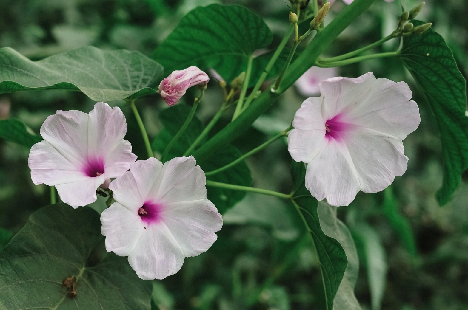 petunia and morning glory flower bed