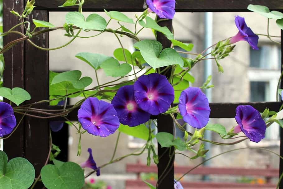 vertical garden with morning glory