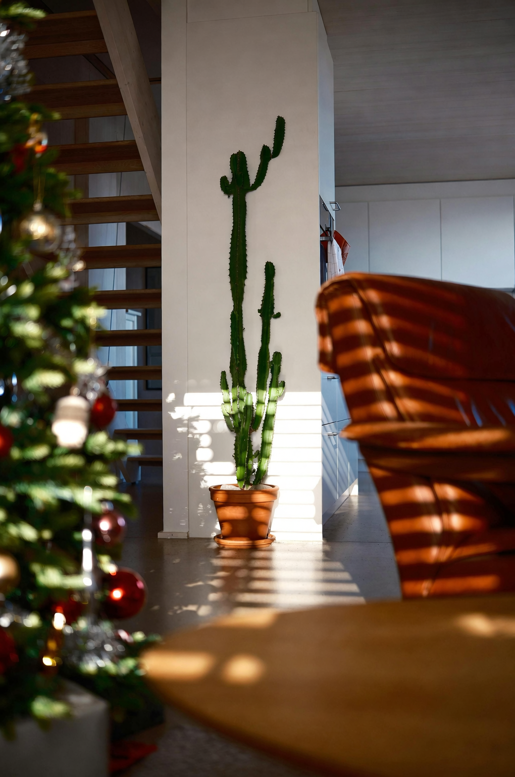 Christmas cactus modern white pot