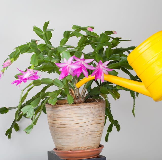 Christmas cactus care watering