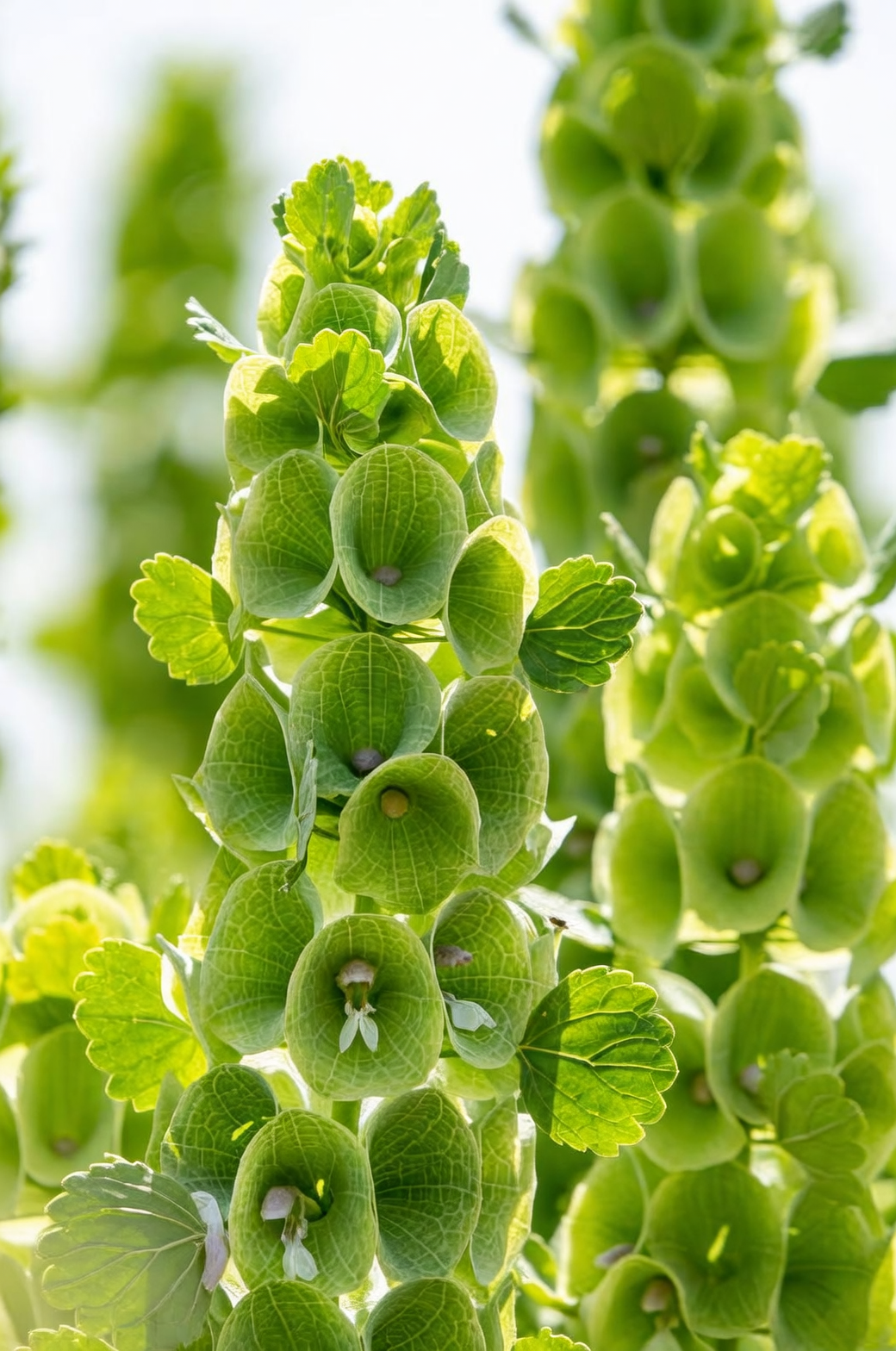 Moluccella laevis in vase sunlight