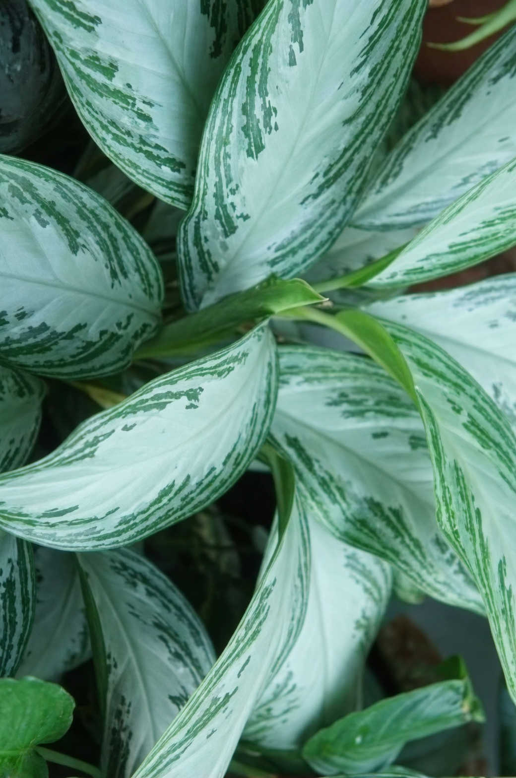 Aglaonema leaves close-up