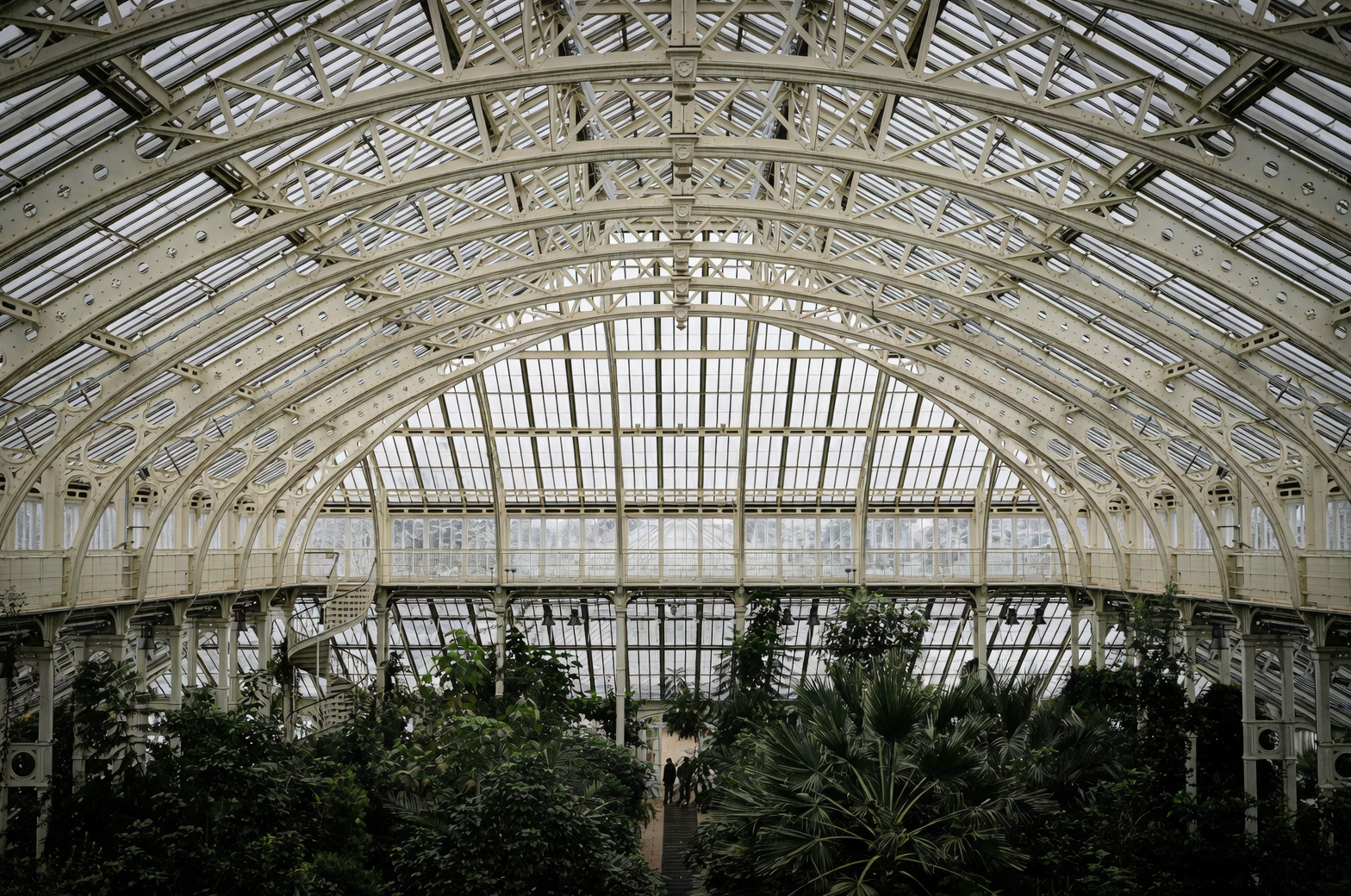 aglaonema in victorian greenhouse