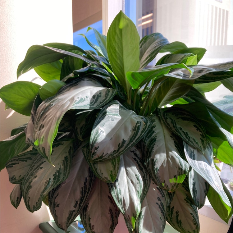 Chinese Evergreen glossy leaves close-up