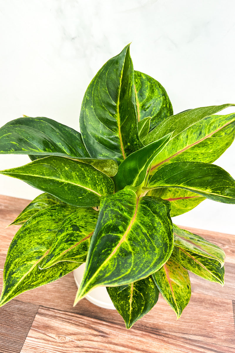 Chinese Evergreen in indoor setting