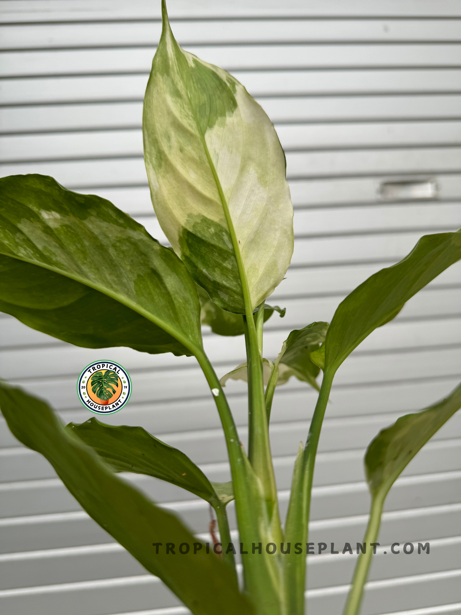Green Fortune: The Prosperous Symbolism of Aglaonema in Feng Shui