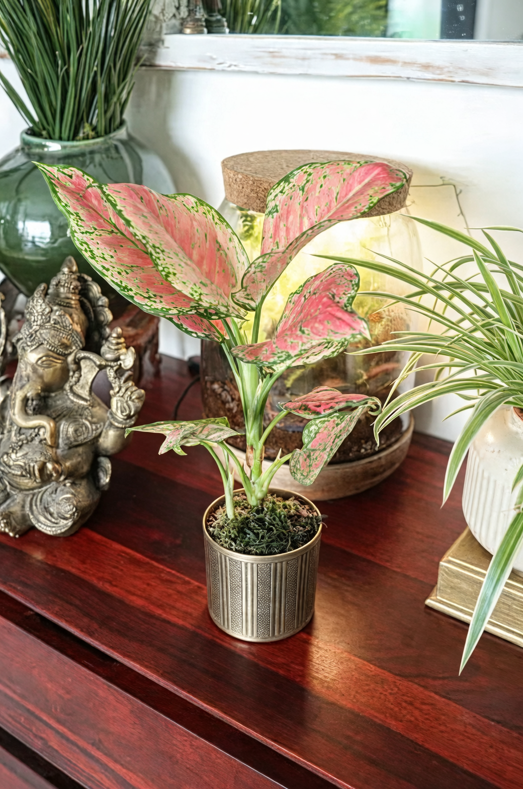 aglaonema modestum lush foliage
