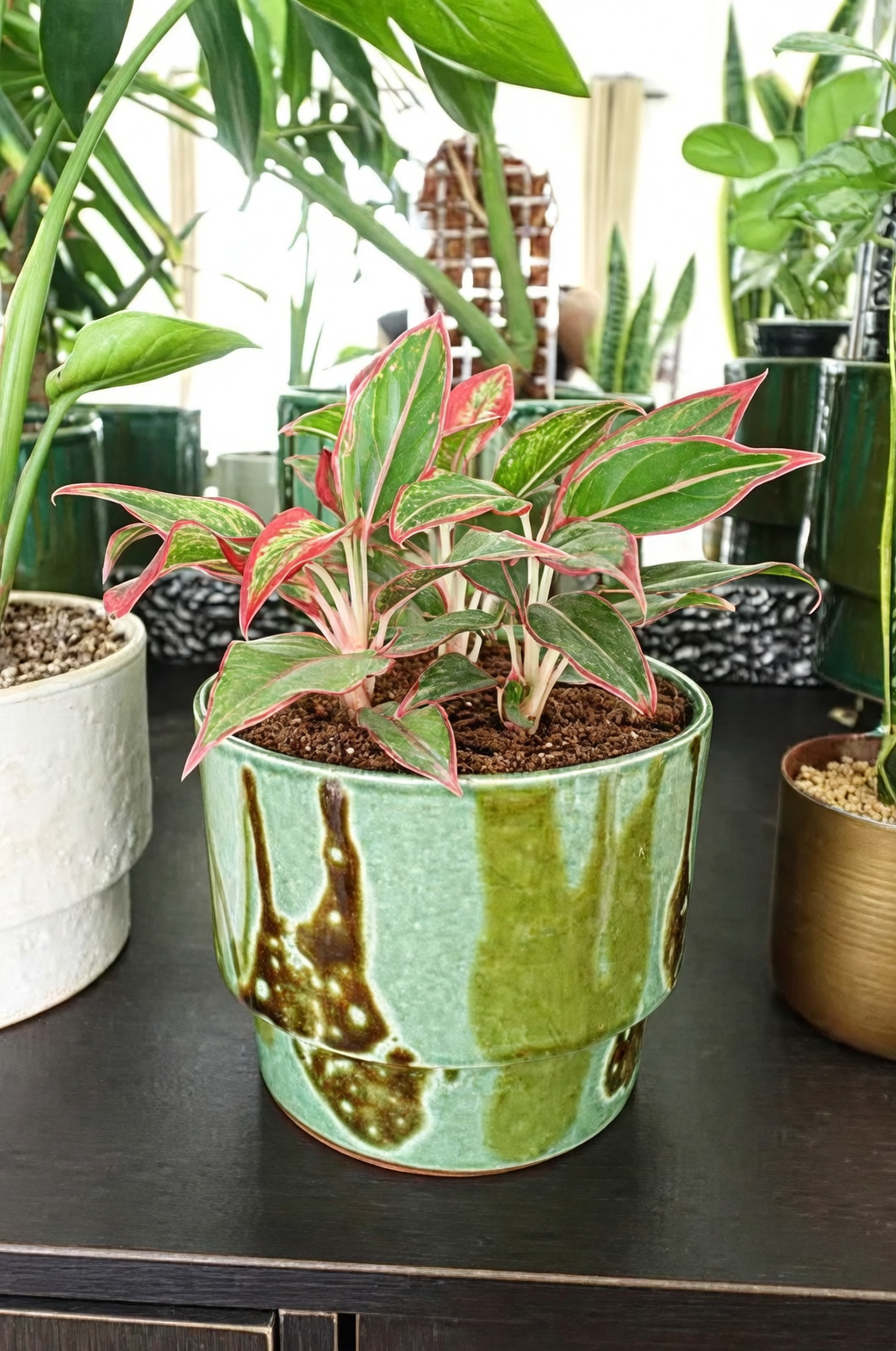 Leafy Companions: Enhancing Your Space with Chinese Evergreen