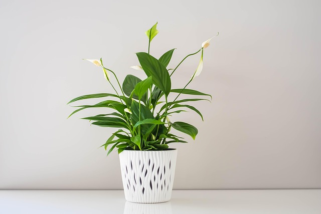 Chinese Evergreen air purification