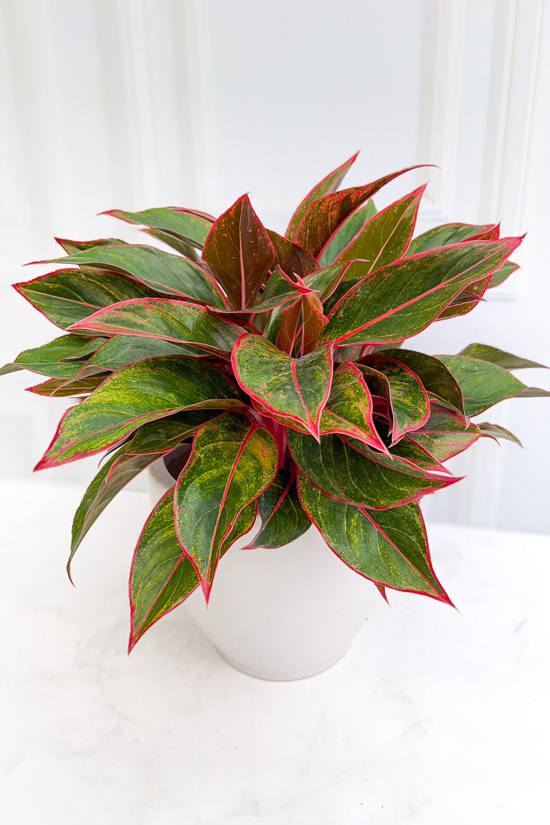 Chinese Evergreen with decor accents
