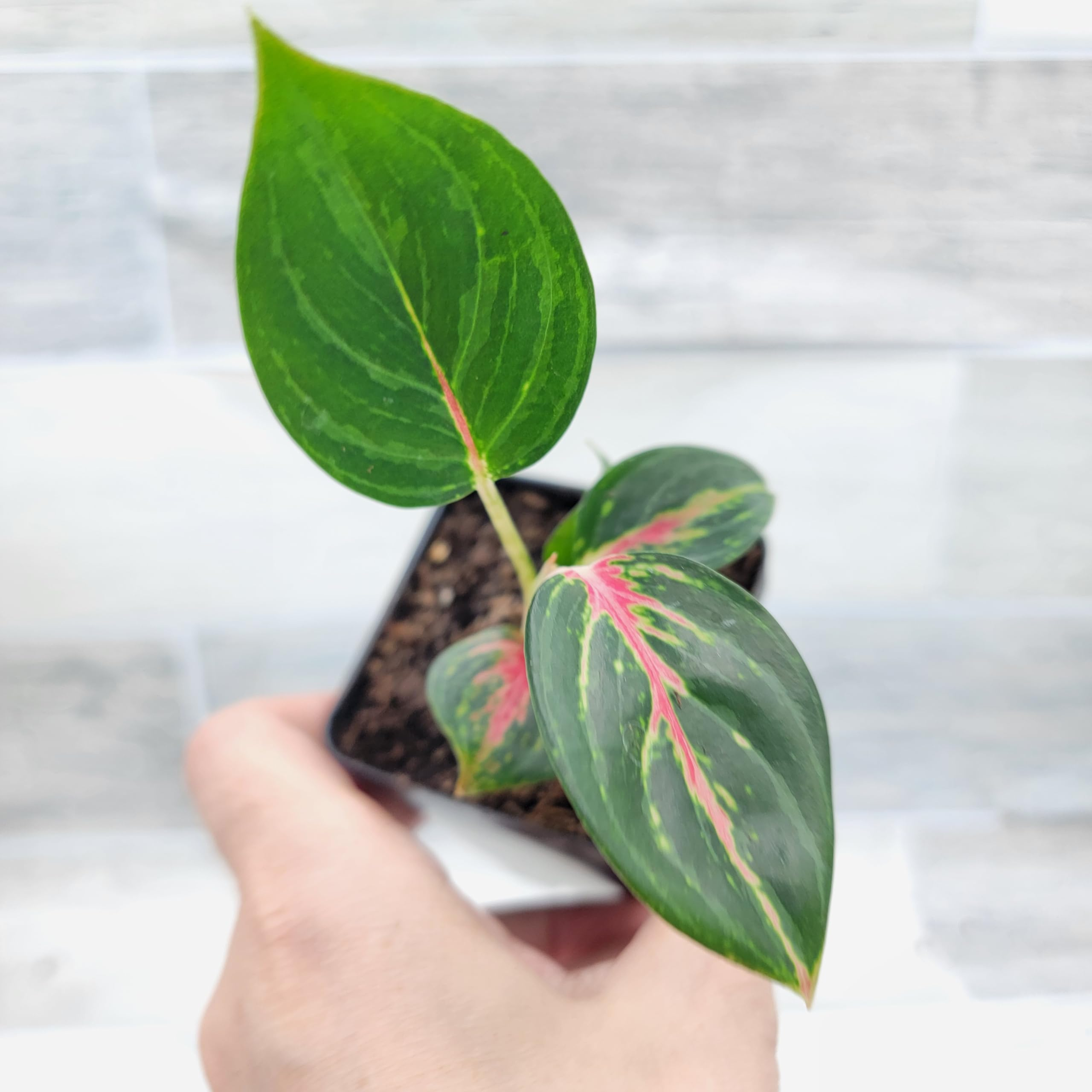 Growing Success: A Propagation Masterclass with Chinese Evergreen