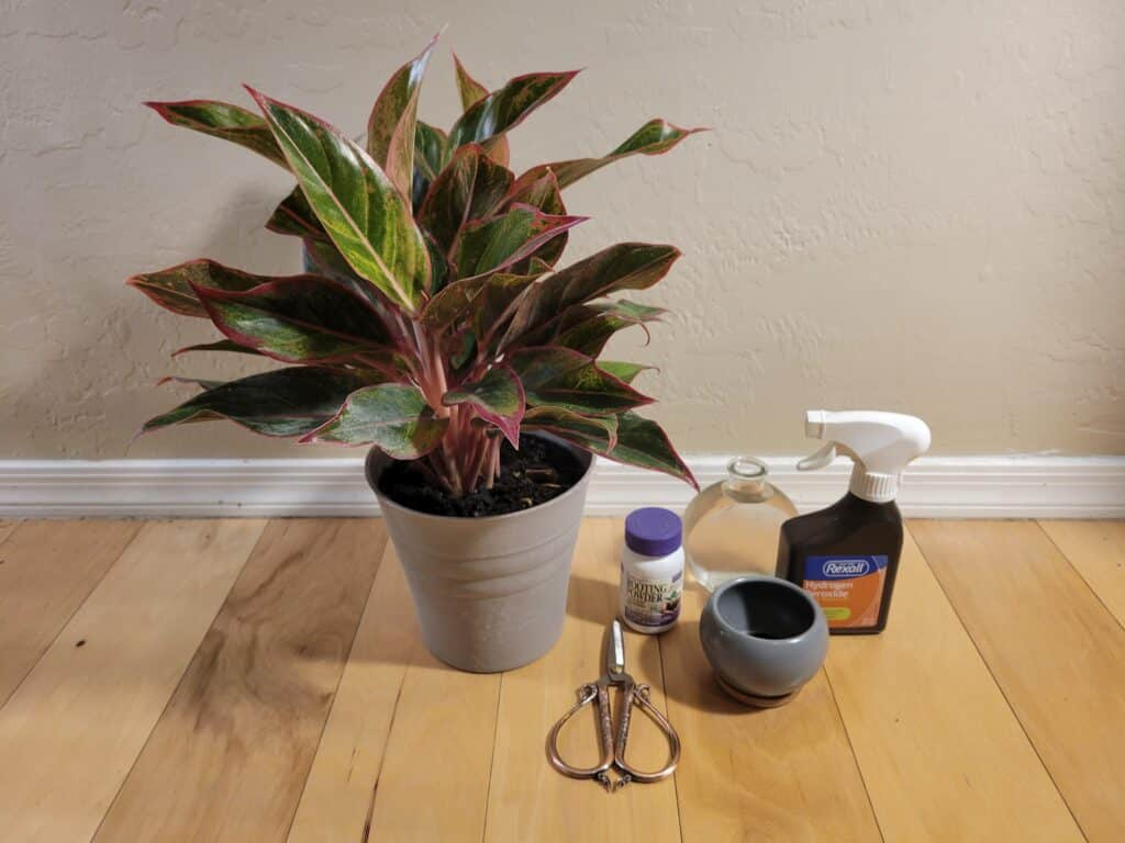 aglaonema modestum propagation tools