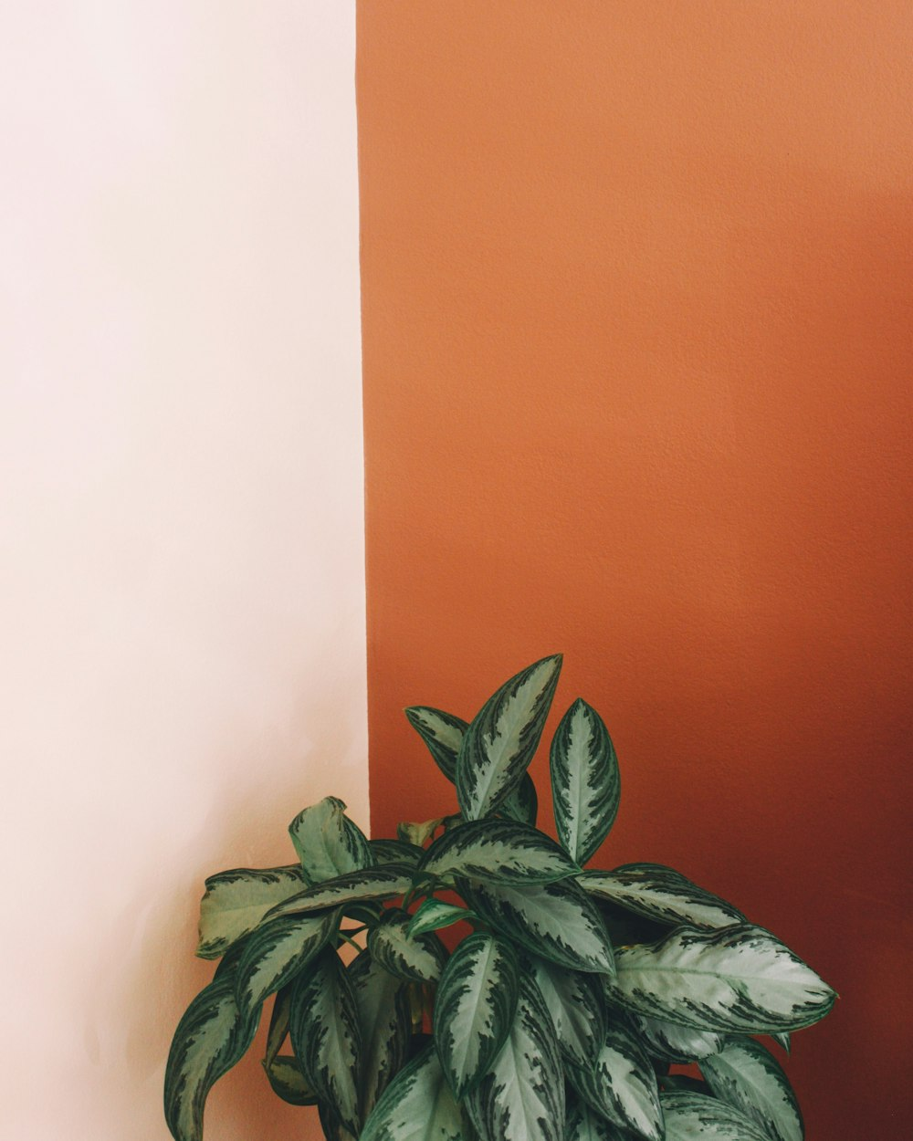 chinese evergreen water propagation