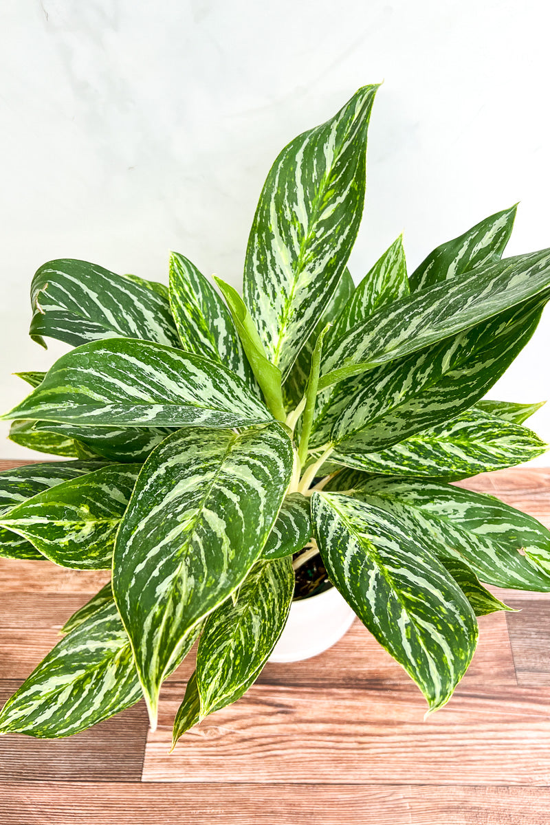 Nature’s Air Purifier: Debunking Myths and Facts About Aglaonema