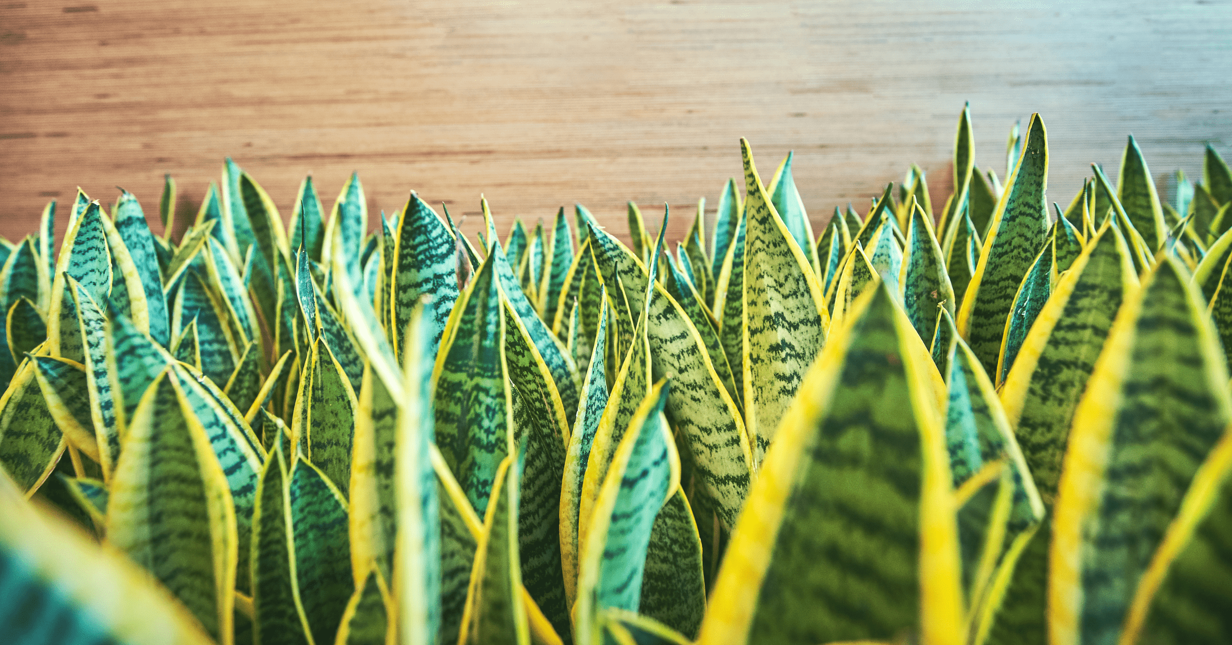 NASA study houseplants air quality