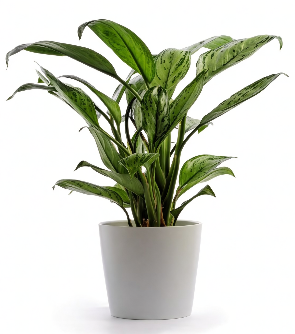 Chinese Evergreen low light office