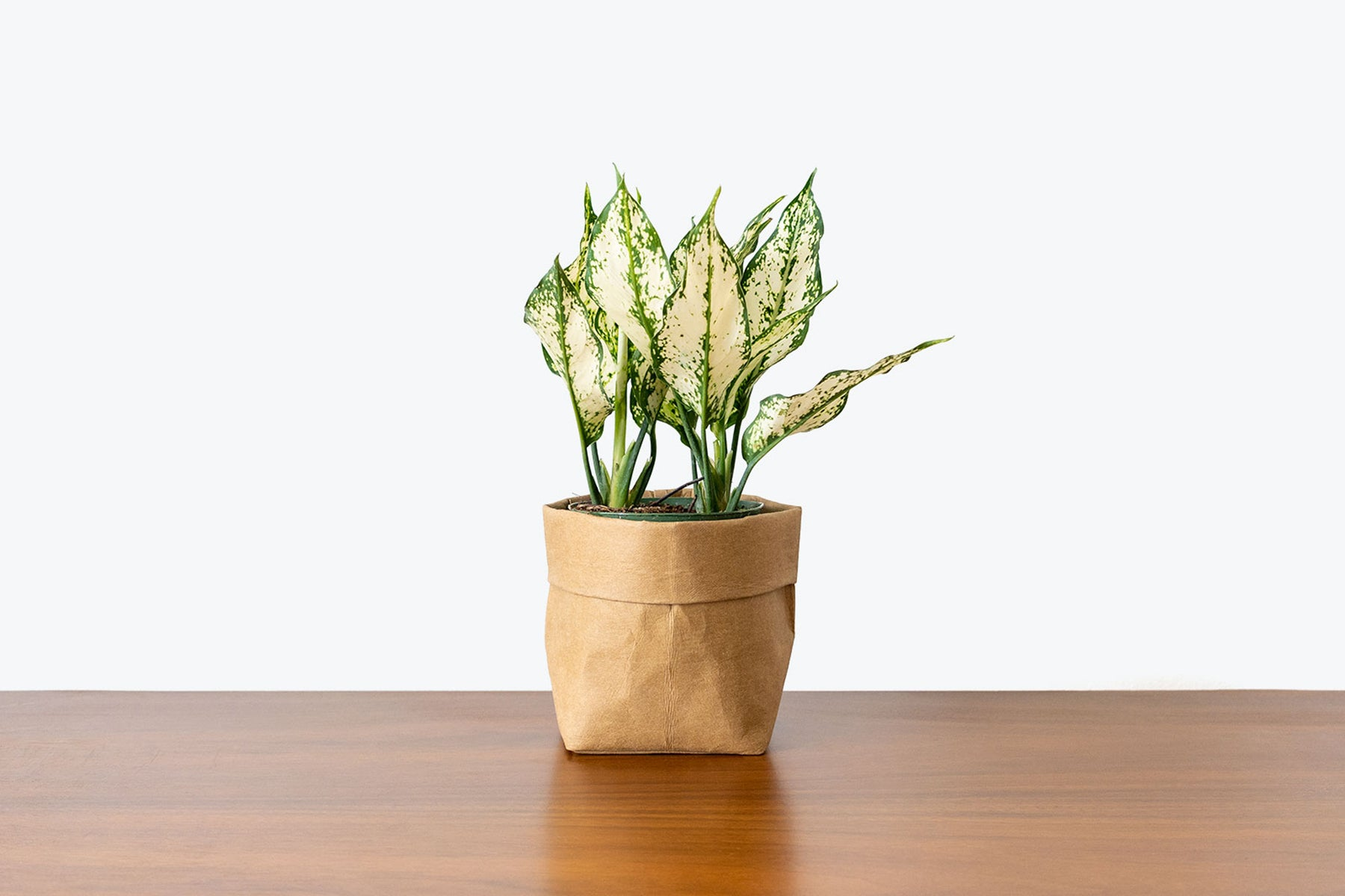 Aglaonema care routine