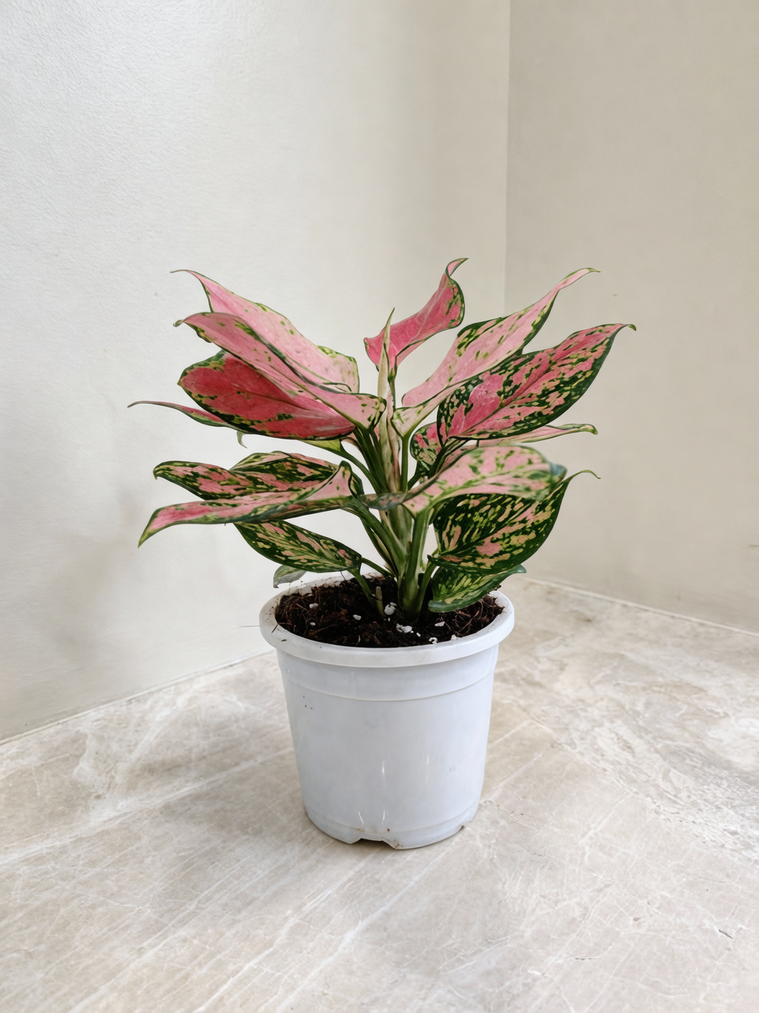 Aglaonema in office setting