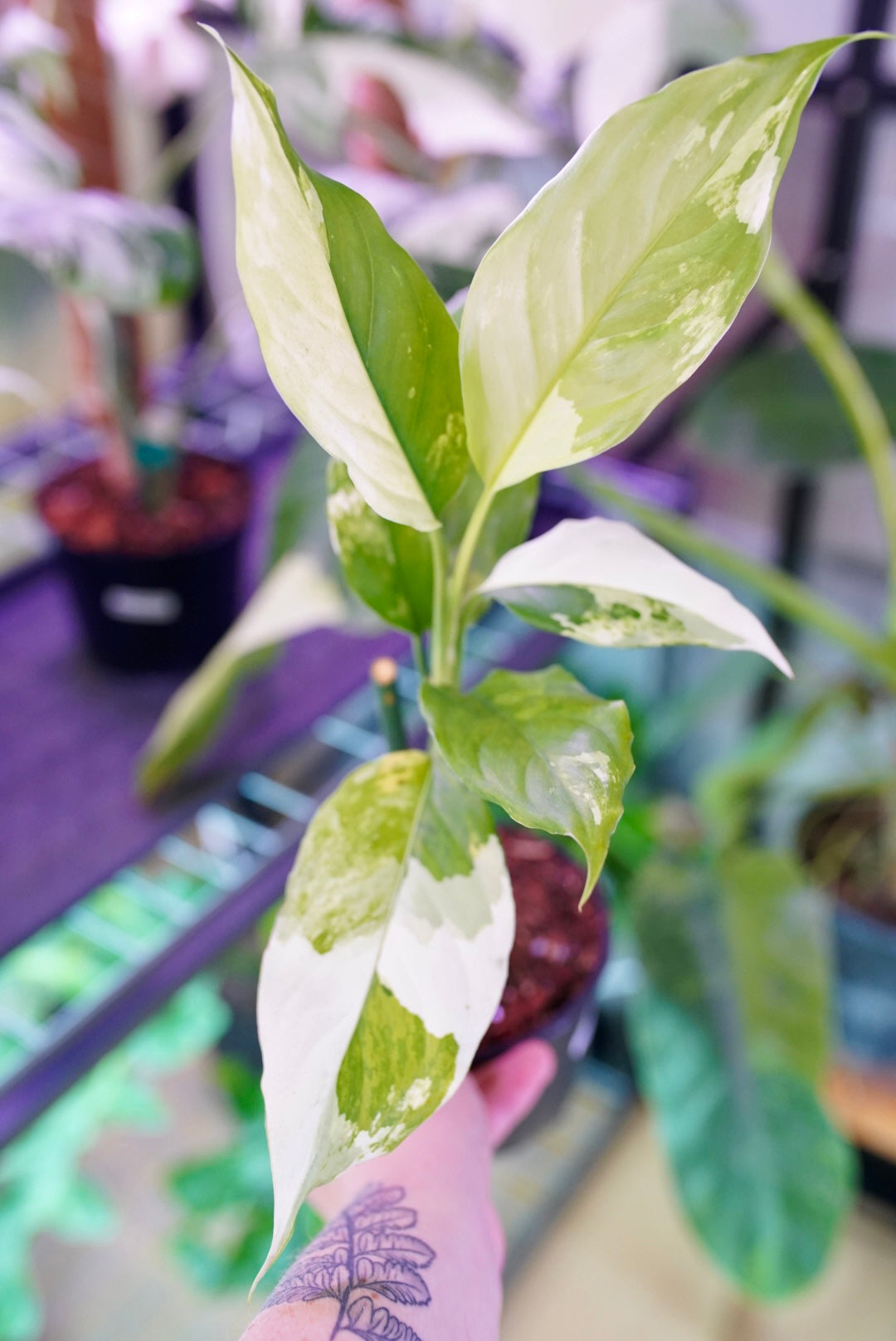 广东万年青搭配指南：与哪些植物最相得益彰？