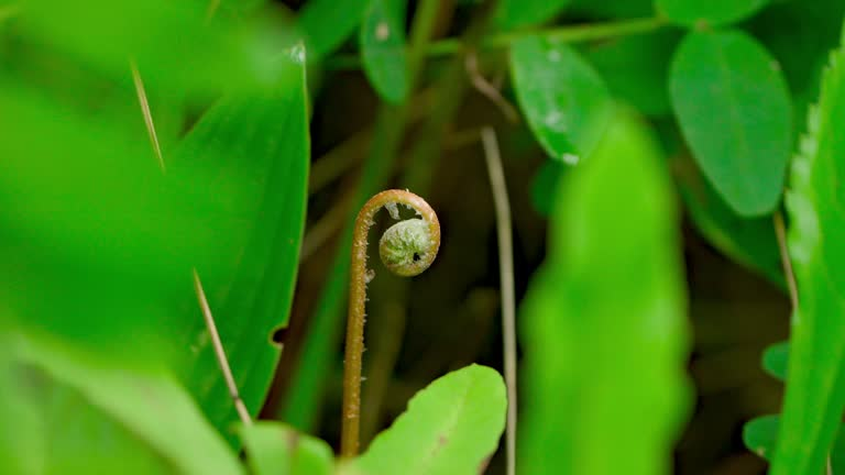 fern and Aglaonema modestum together
