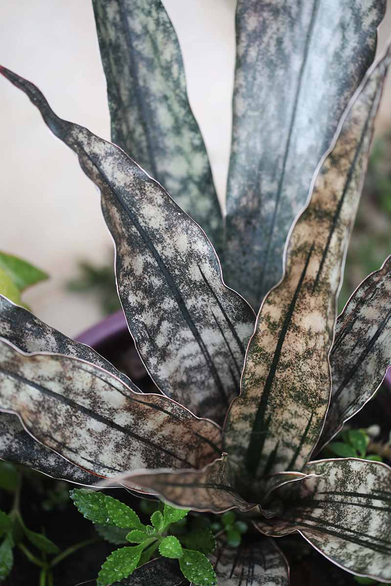 snake plant with Aglaonema modestum