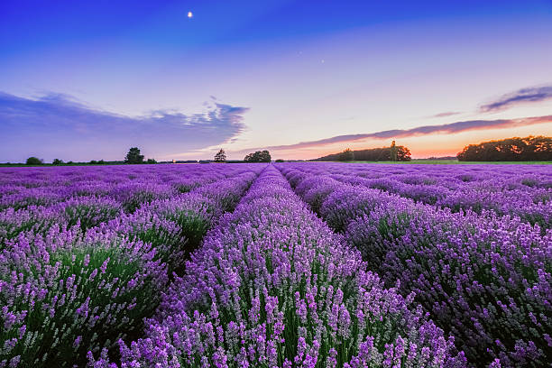 Lavender Troubleshooting: Spotting and Solving Common Pests and Diseases