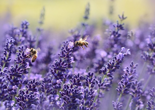spittle bugs on lavender
