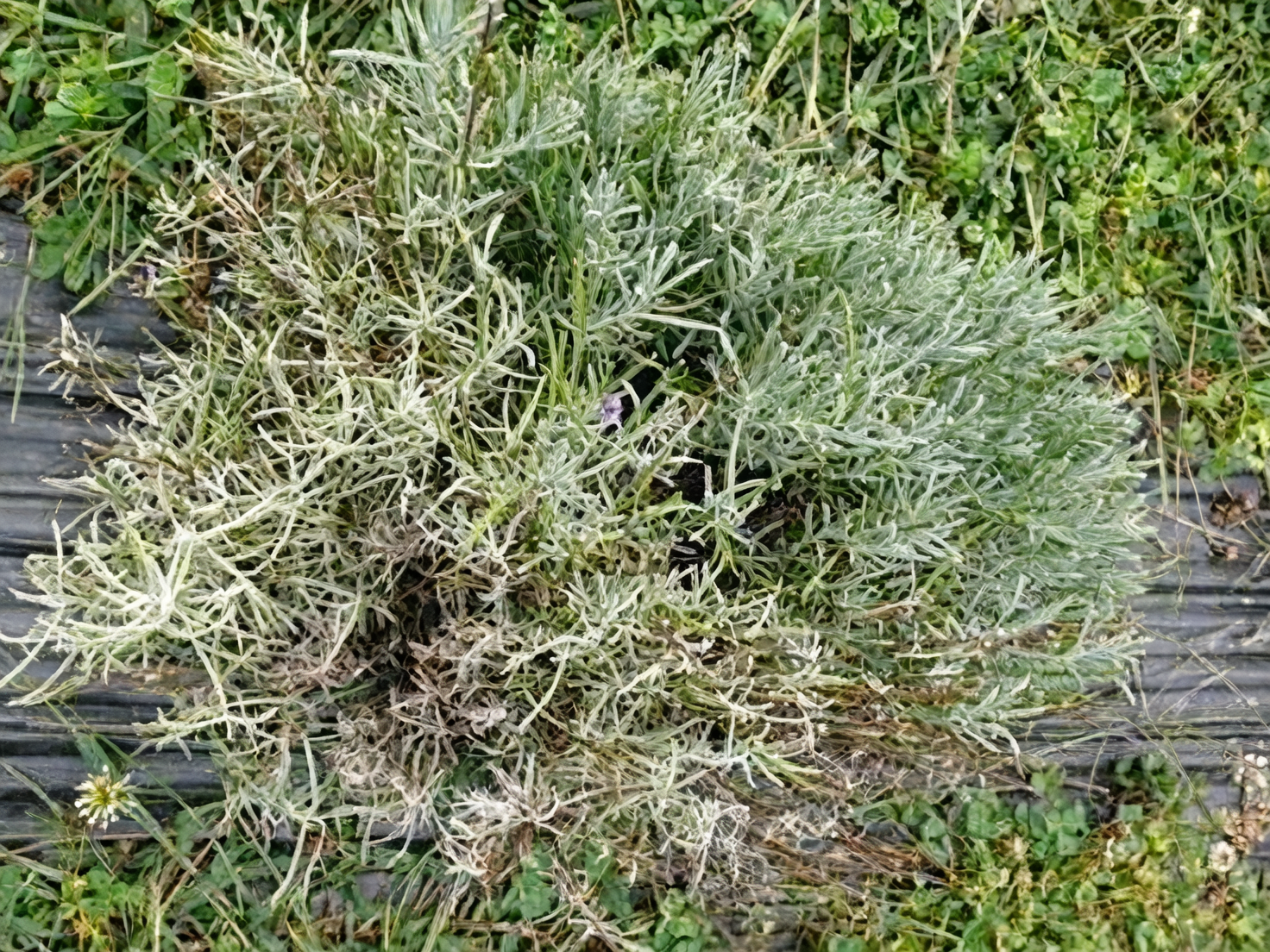 lavender root rot symptoms