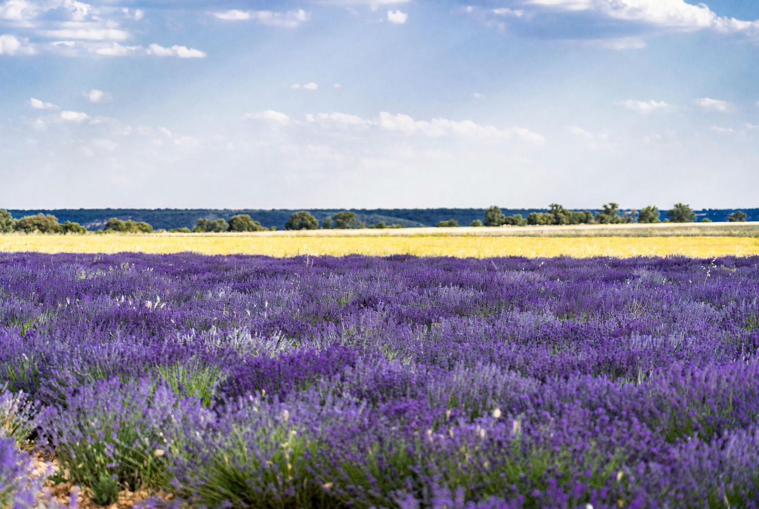 Lavender’s Language of Love: Symbolism and Cultural Significance