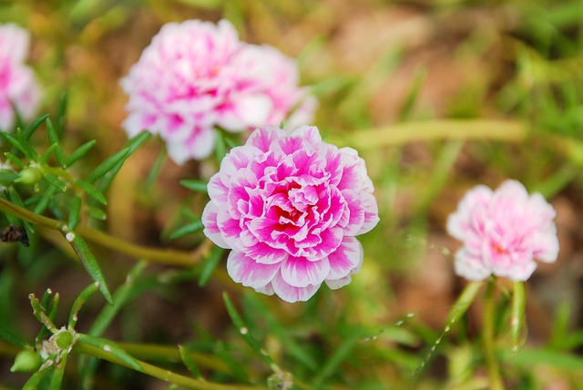 Trouble in Paradise: Solving Moss Rose Pests and Diseases