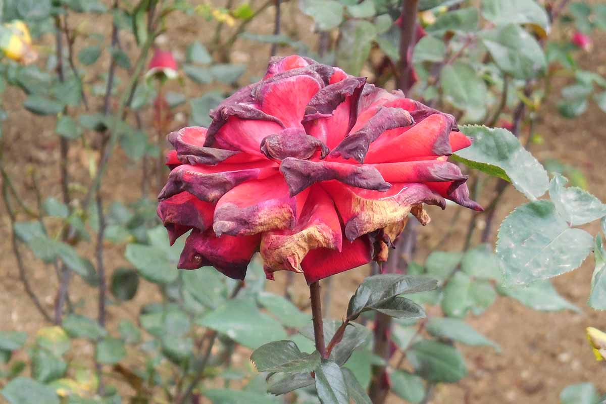 moss rose with botrytis blight