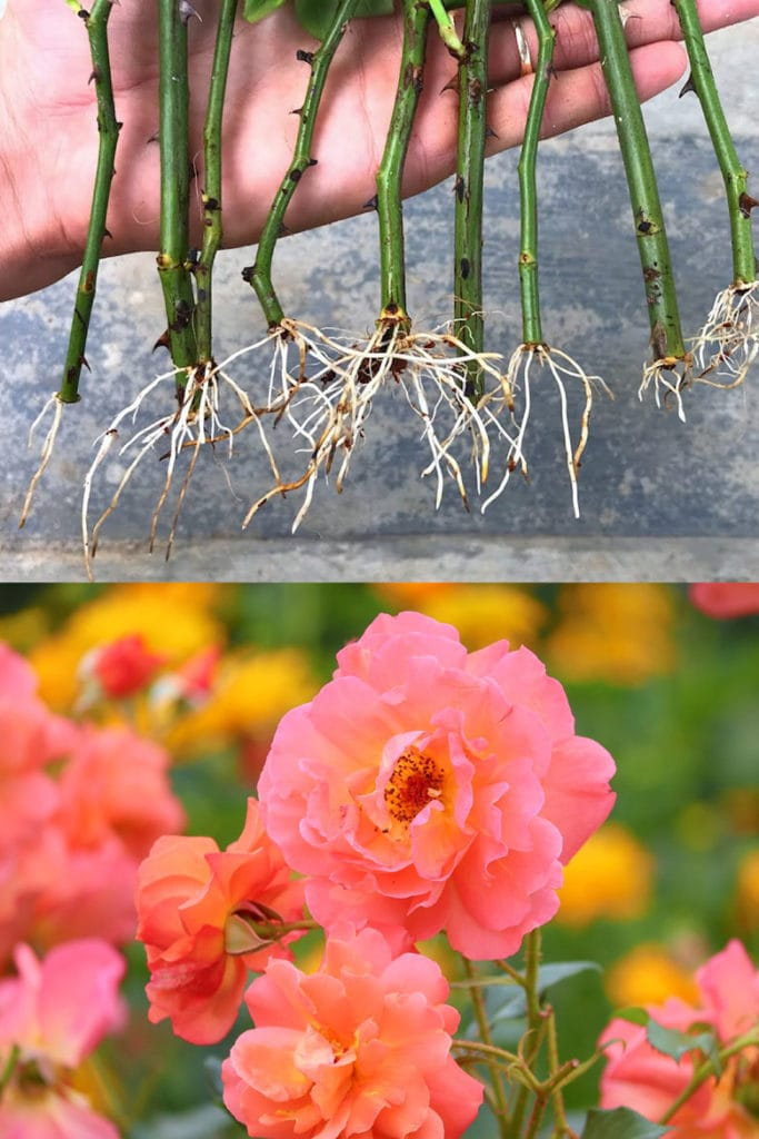 moss rose propagation from cuttings