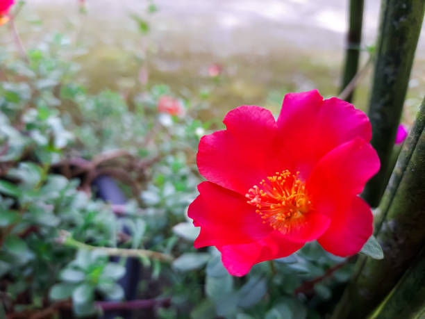 Unveiling the Mysteries: Fun Facts About the Enigmatic Moss Rose