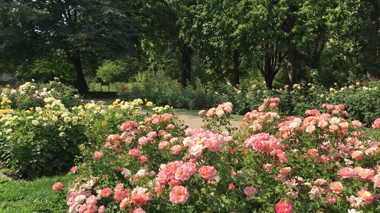 moss rose in rock garden