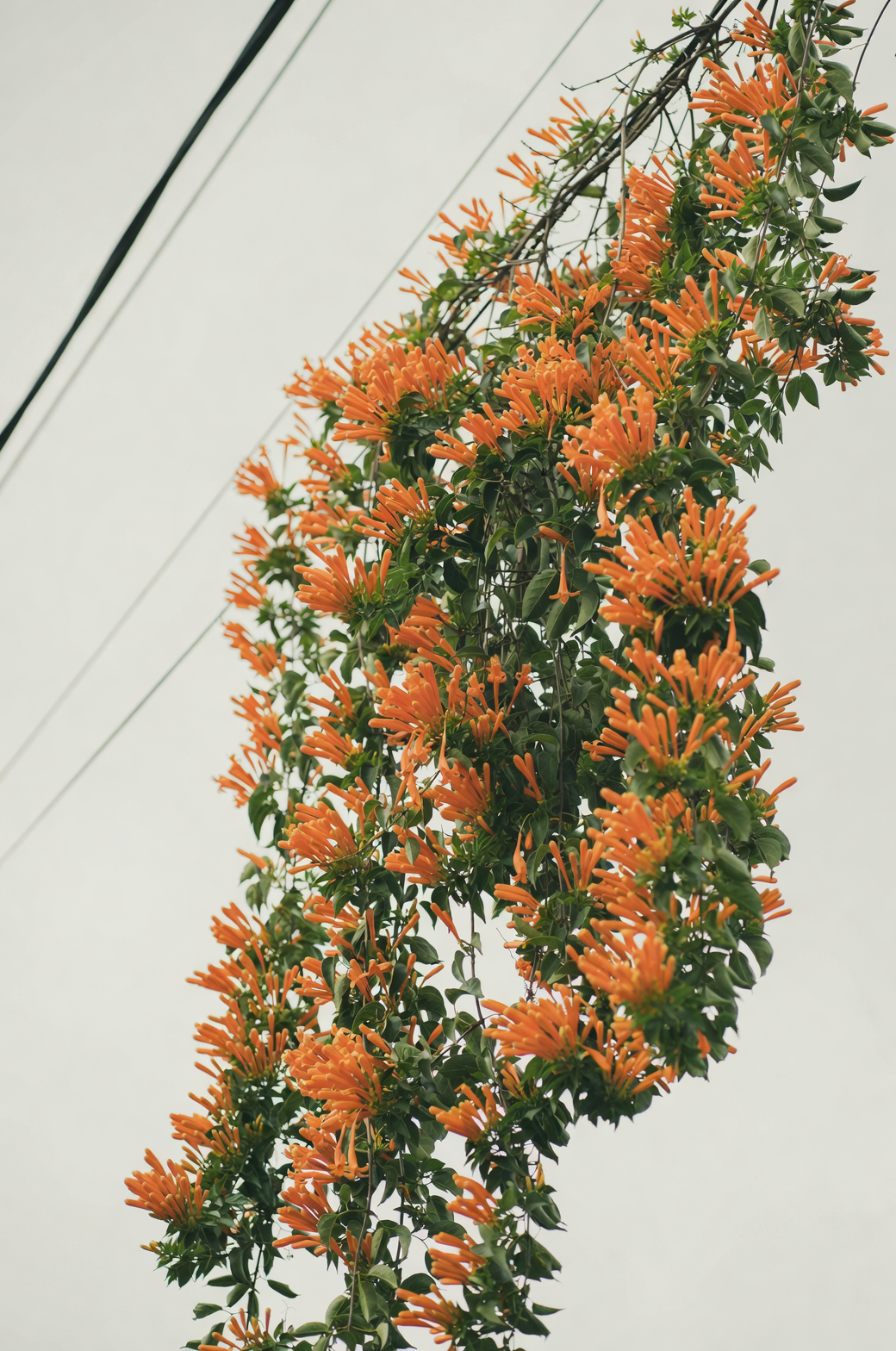 从南美到全球：太阳花的奇幻旅程