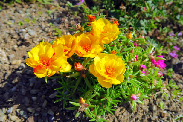 太阳花趣味小百科：为什么它叫‘死不了’？