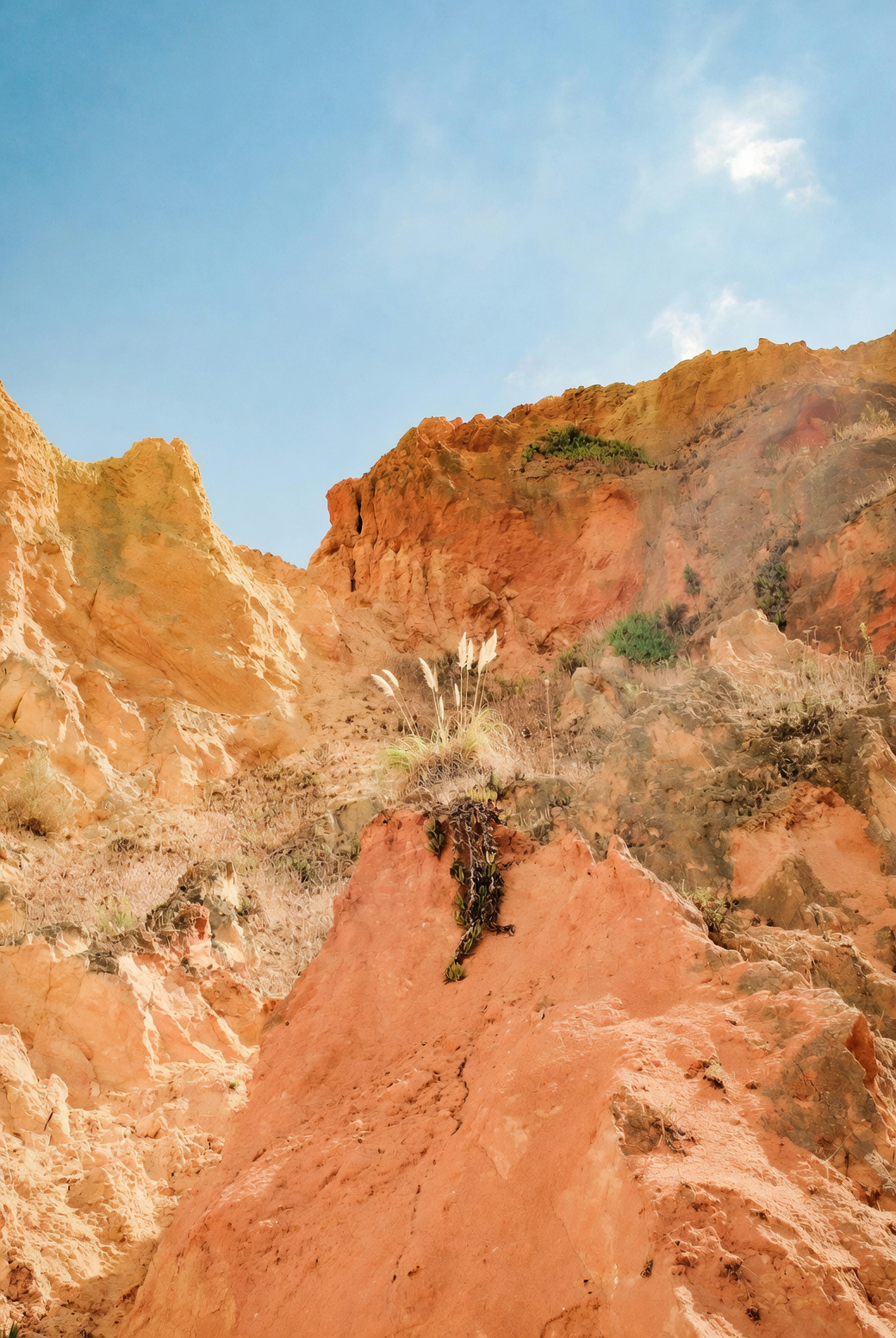 portulaca growing between stones