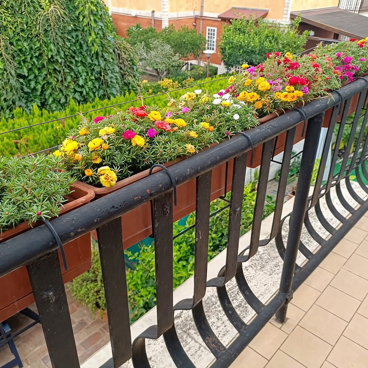 portulaca in balcony garden