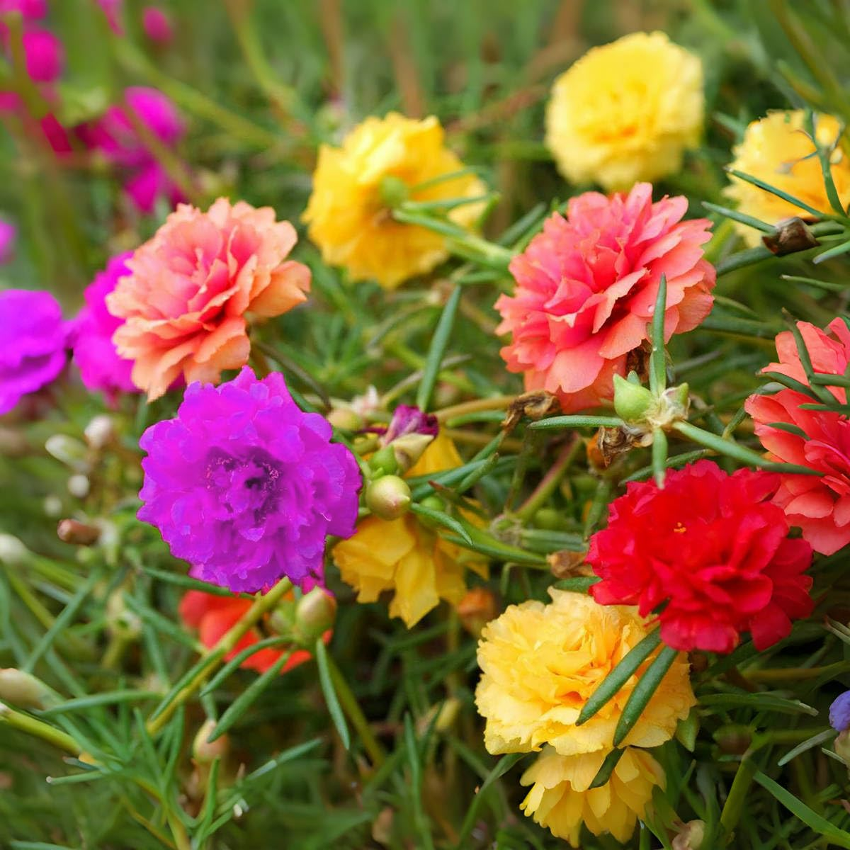 石墙上的生命力：太阳花的缝隙花园艺术