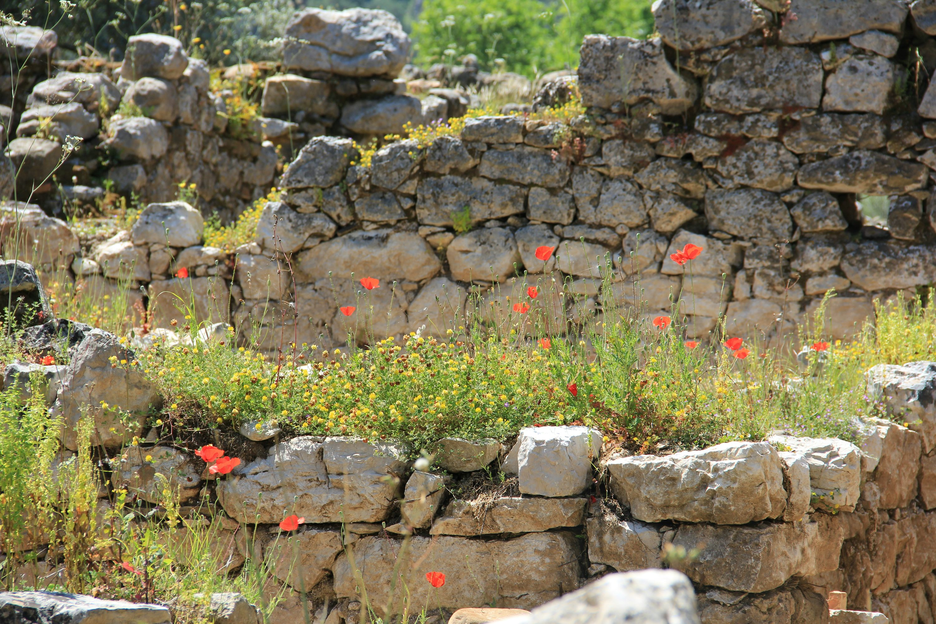 portulaca grandiflora stone wall