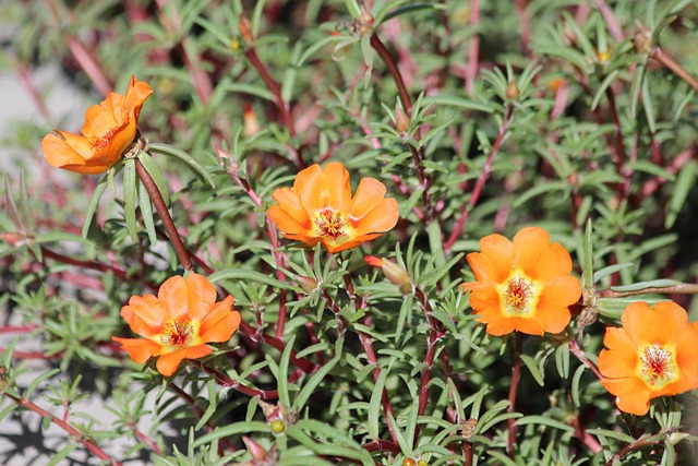 portulaca grandiflora rooftop garden