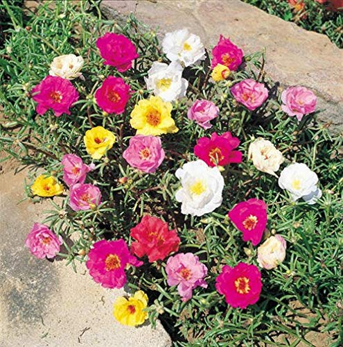 portulaca grandiflora vibrant colors
