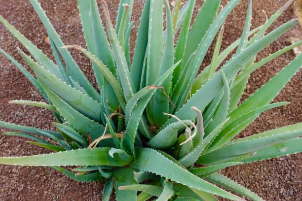 From the Arabian Sands: The Storied Past of Aloe Vera