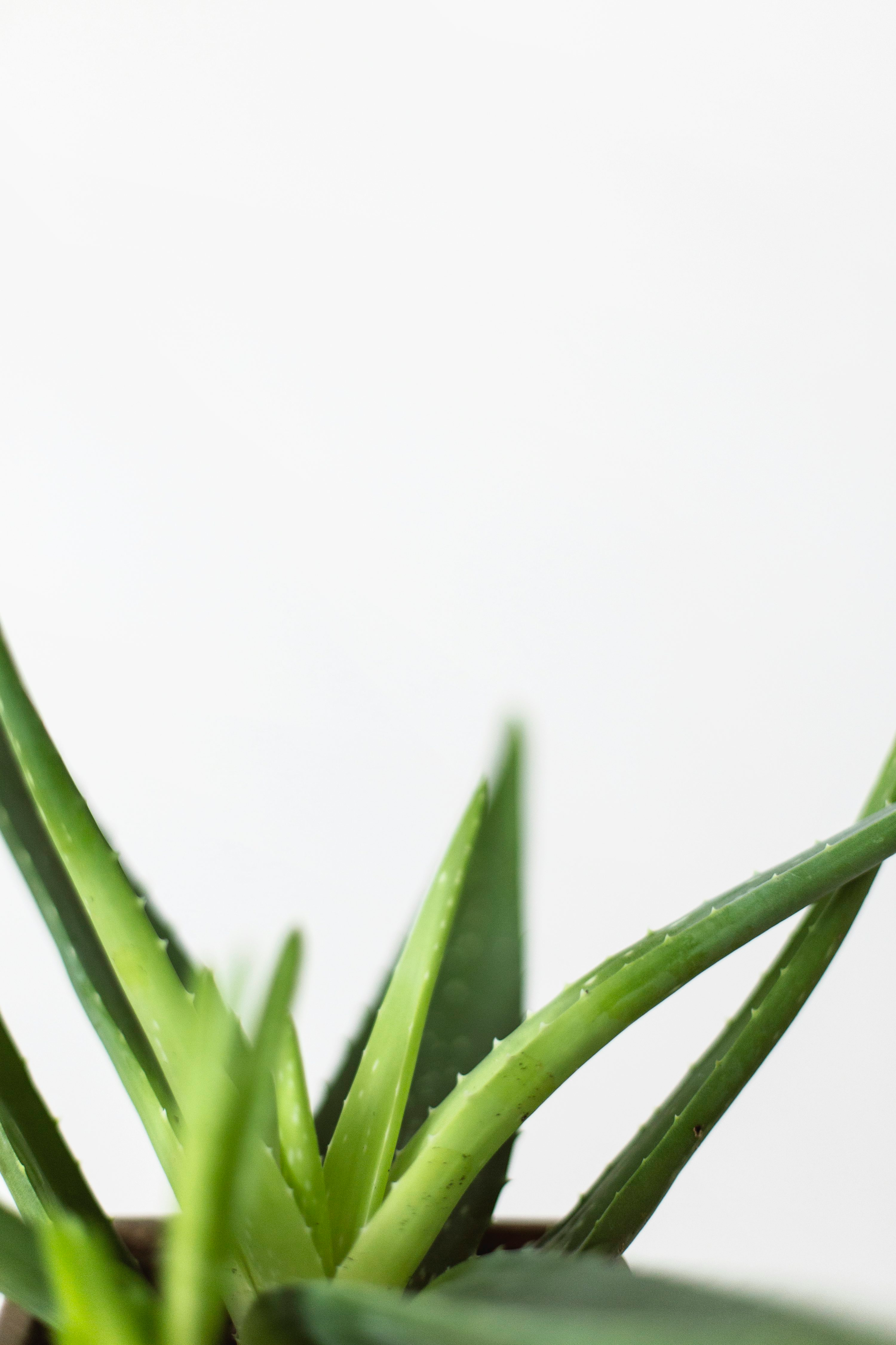 aloe vera skincare products