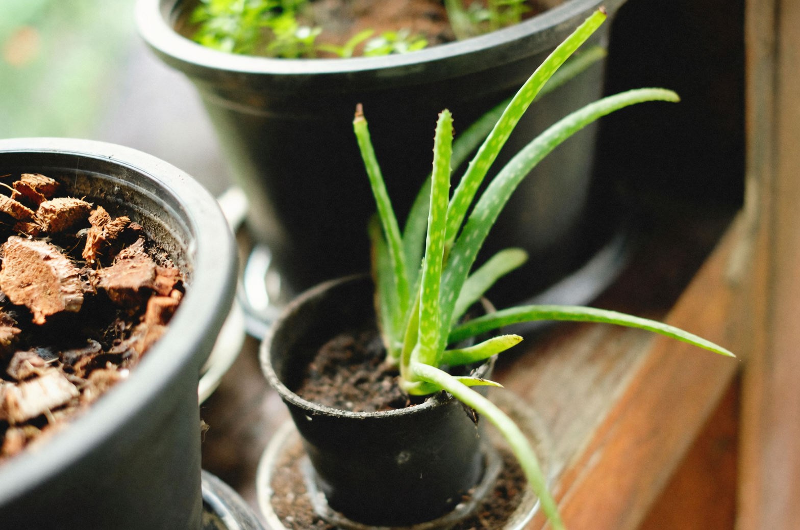 aloe vera plant with pups