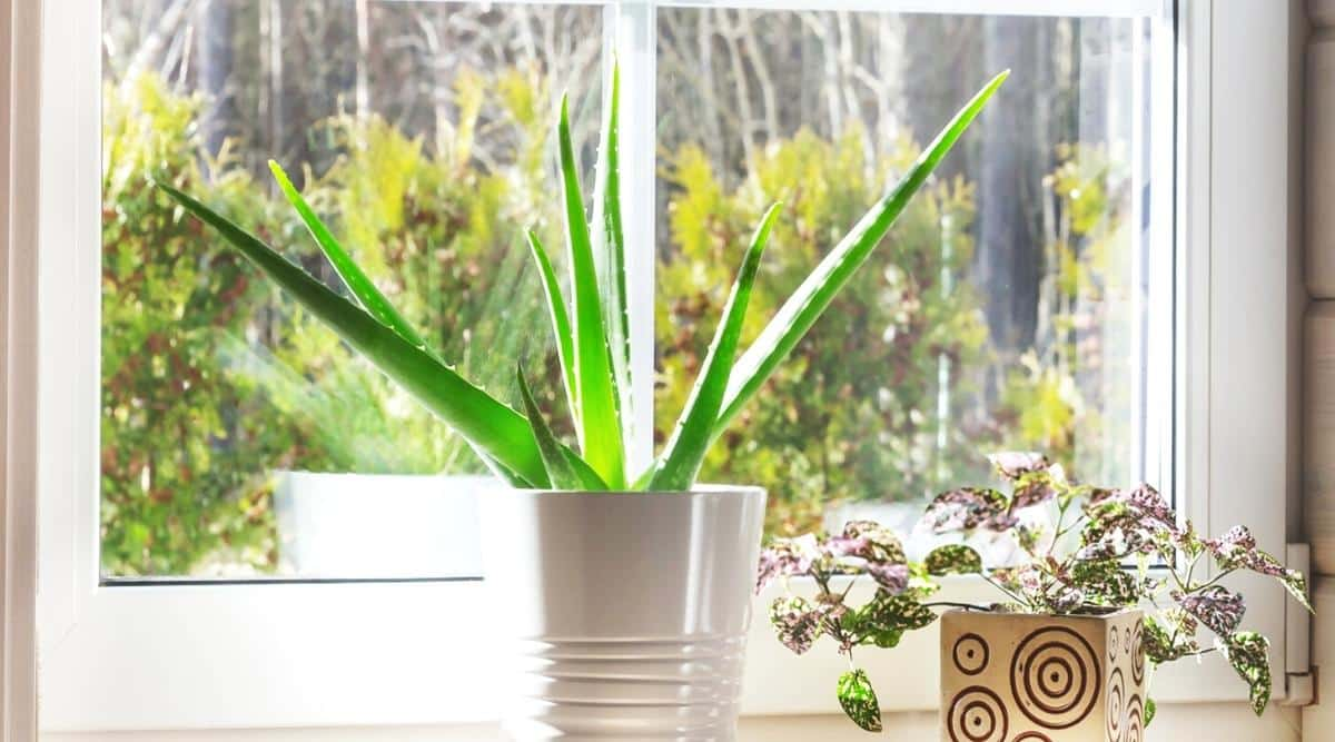 Home Décor with Aloe: Styling Your Space with the ‘Medicinal Miracle’