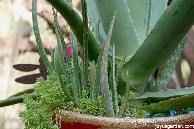 aloe vera indoor garden setup