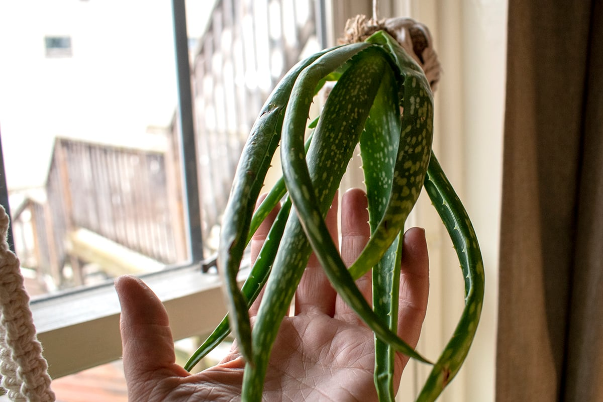 hanging aloe vera plant