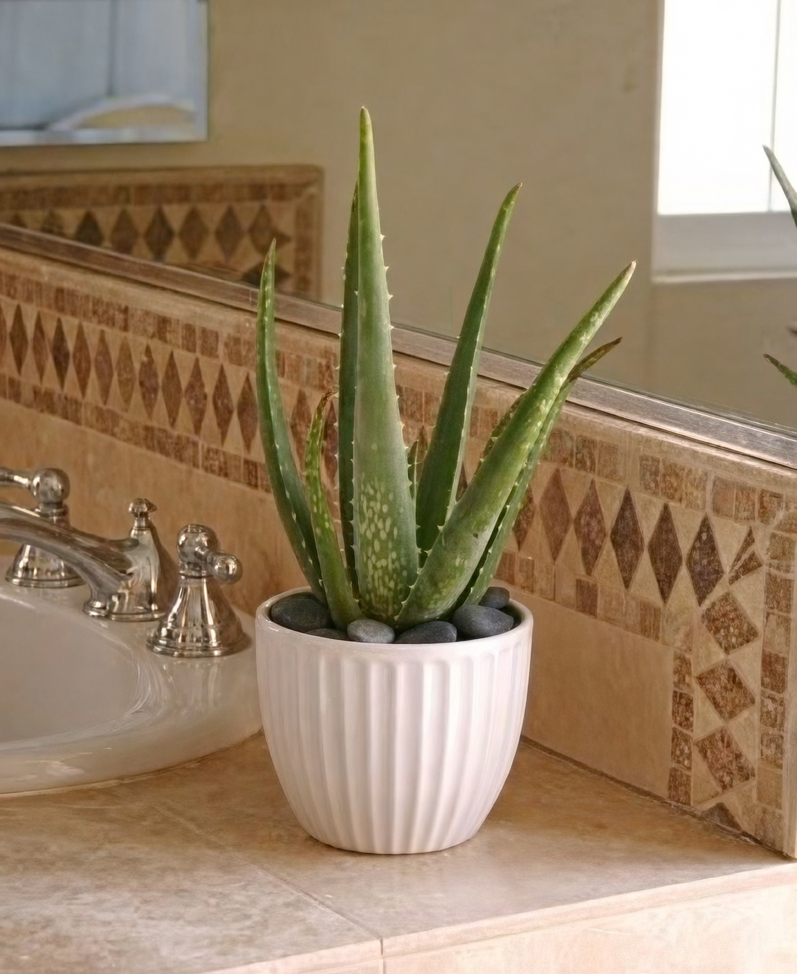 aloe vera bathroom decor